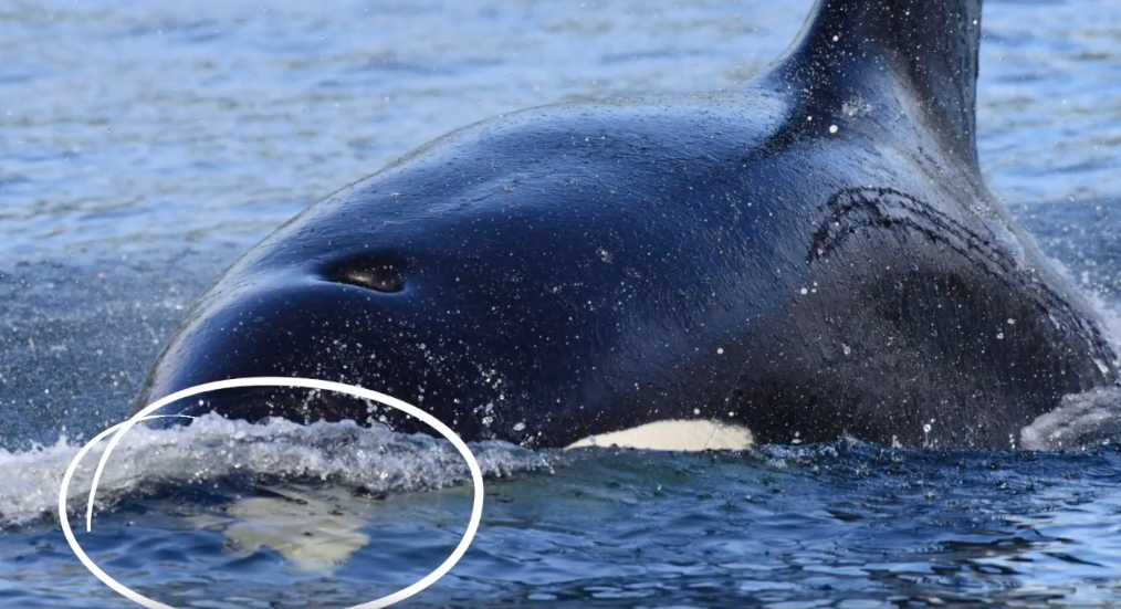 На фото: кит-убийца держит в зубах детёныша