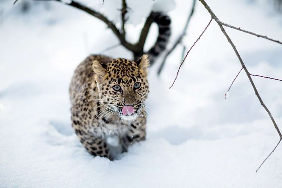 Фото: © АНО "Дальневосточные леопарды"