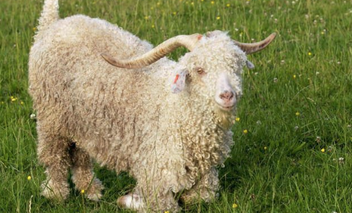 Гастарбайтеры, которым не платили зарплату, украли и убили козу из зоопарка