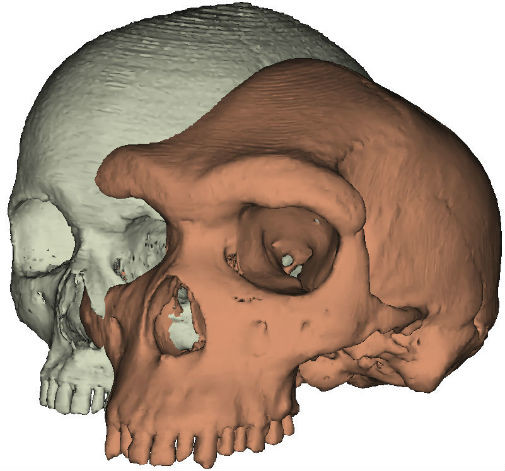 Модель современного человеческого черепа рядом с моделью черепа гейдельбергского человека. Иллюстрация: © Professor Paul O’Higgins, University of York.