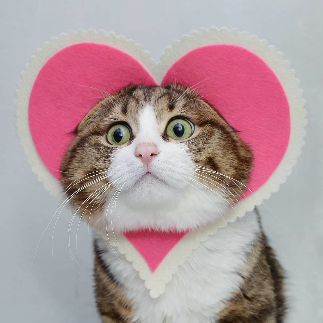 Kitty pet. Кот с сердечками. Кошка с сердечком. Котик с сердечком. Милый котик с сердечками.