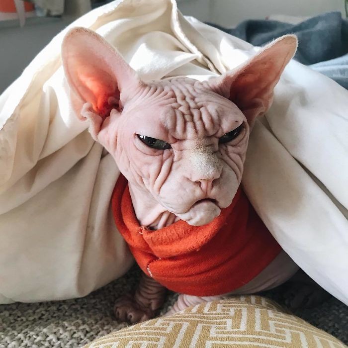 локи что означает имя для кота. Смотреть фото локи что означает имя для кота. Смотреть картинку локи что означает имя для кота. Картинка про локи что означает имя для кота. Фото локи что означает имя для кота