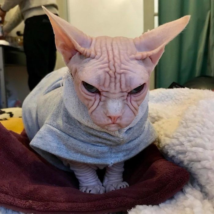 локи что означает имя для кота. Смотреть фото локи что означает имя для кота. Смотреть картинку локи что означает имя для кота. Картинка про локи что означает имя для кота. Фото локи что означает имя для кота