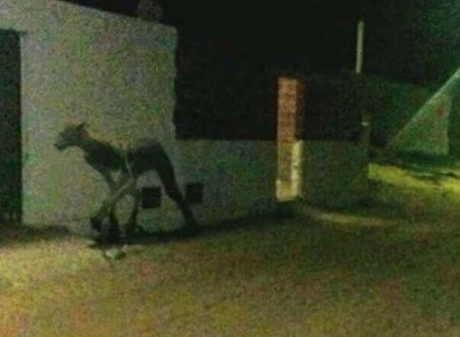 Скриншот видео Argentina: Strange Creature Slays Two Dogs in Santa Fe