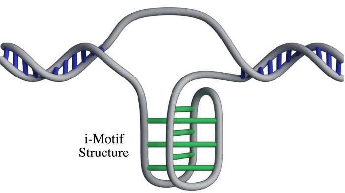 Структура i-мотива. Фото: ©Zeraati et al/Nat Chem