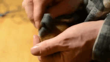 Фото: boredpanda