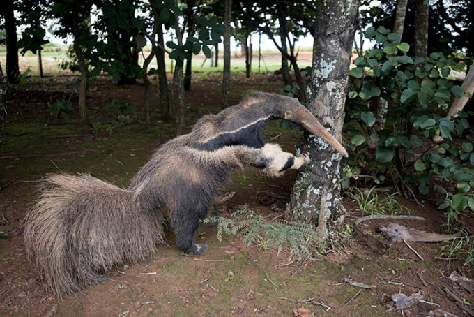 Фото: Wildlife Photographer of the Year