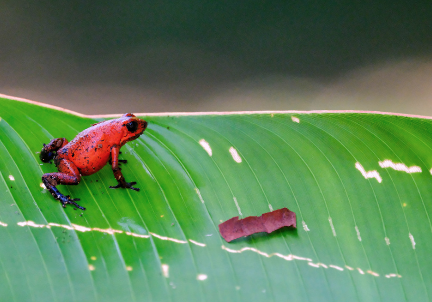 Фото: Тропическая лягушка "Маленький древолаз" в национальном парке Коста-Рики. &copy; flickr.com/serena_tang