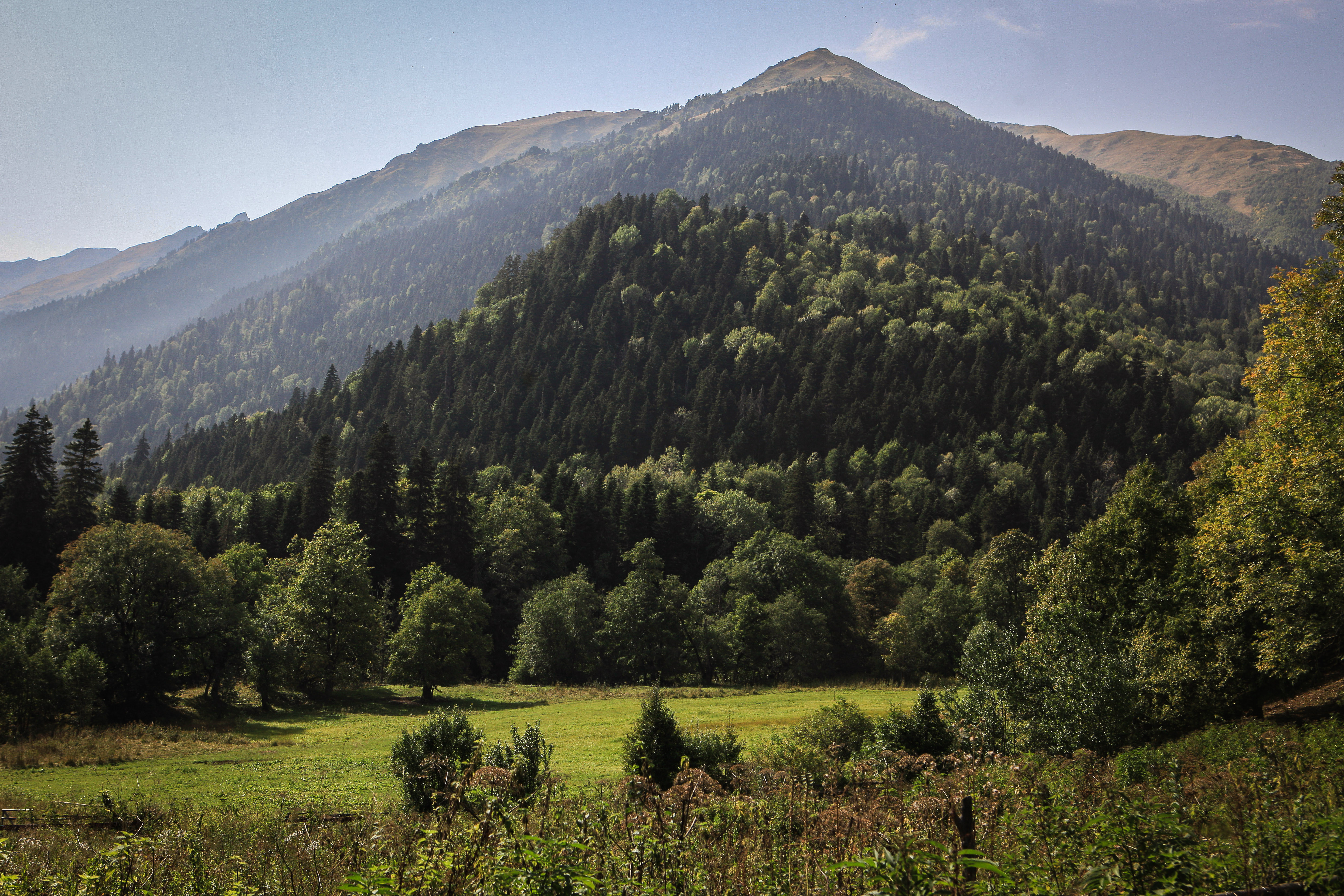 леса кавказа фото