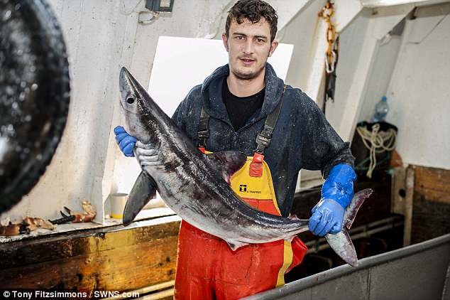 Макс Берриман с акулой, выловленной в прошлом году