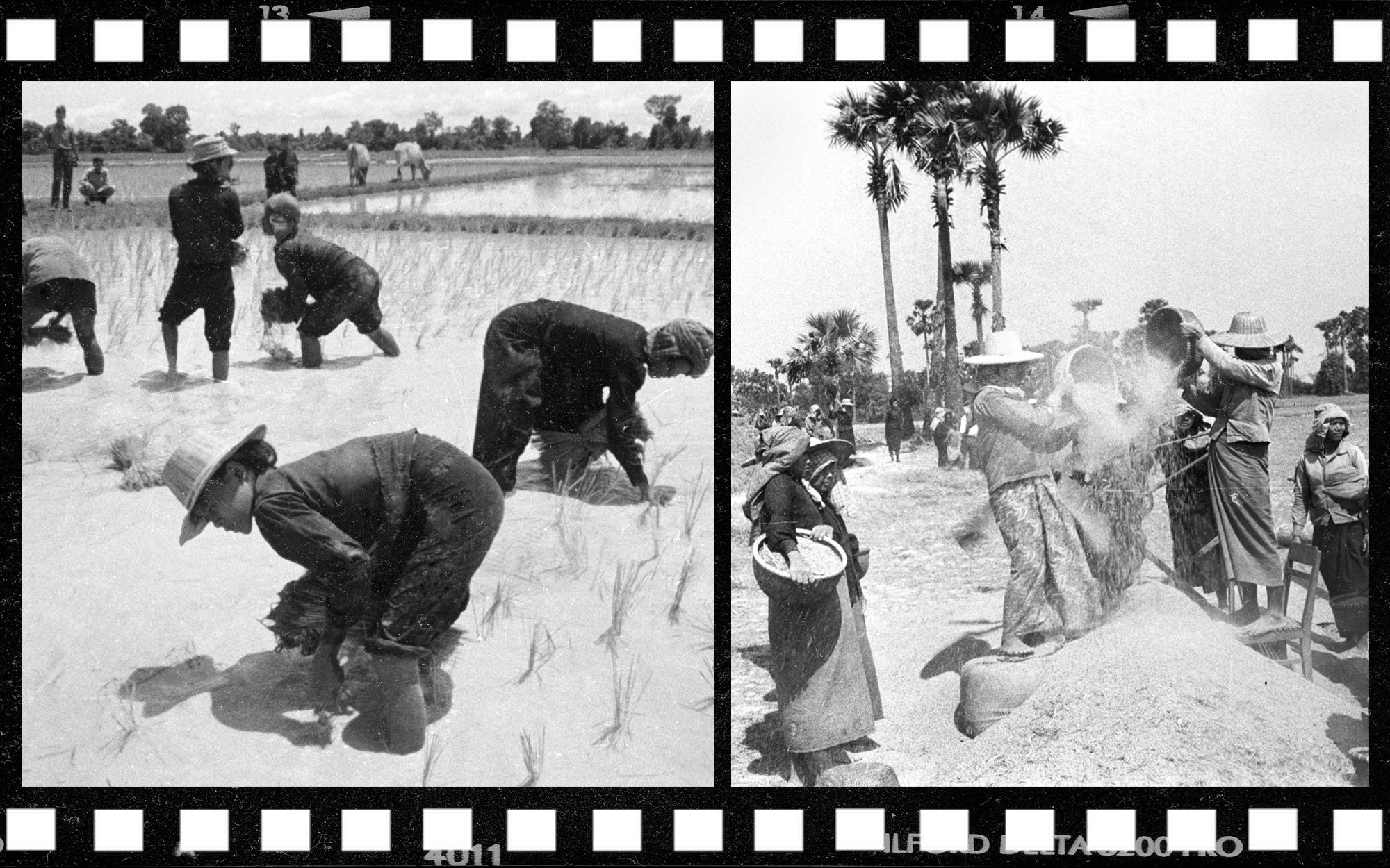 Камбоджийские крестьяне сажают рис и просеивают зерно. Коллаж © L!FE Фото: © РИА Новости / Саввичев