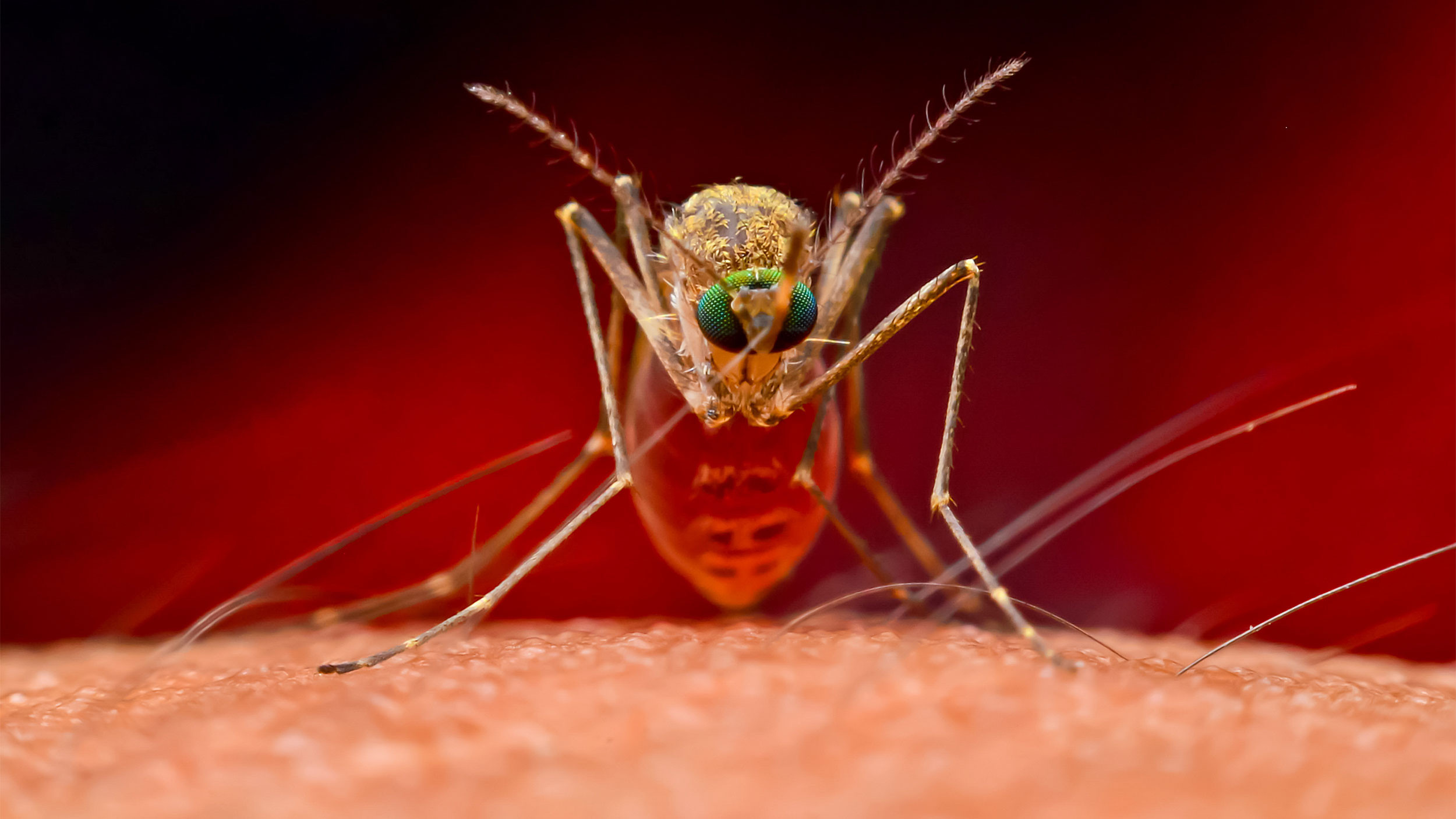 Что такое аллергия на насекомых?