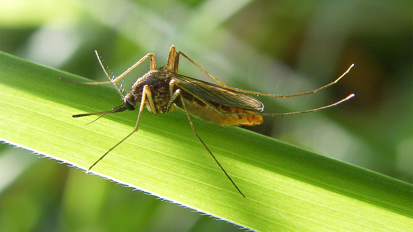 Какими болезнями можно заразиться от комаров