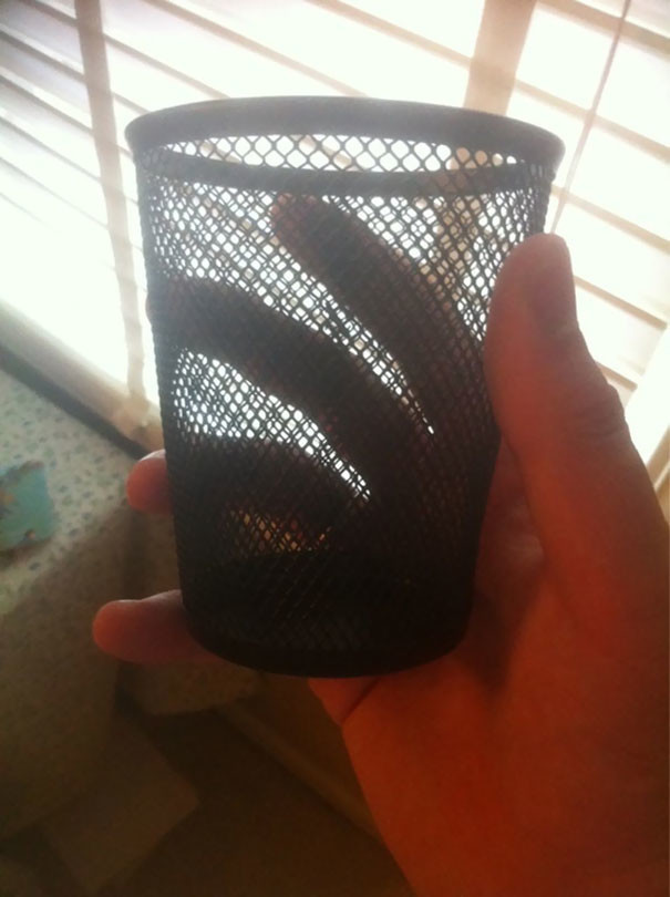 Фото © reddit.com