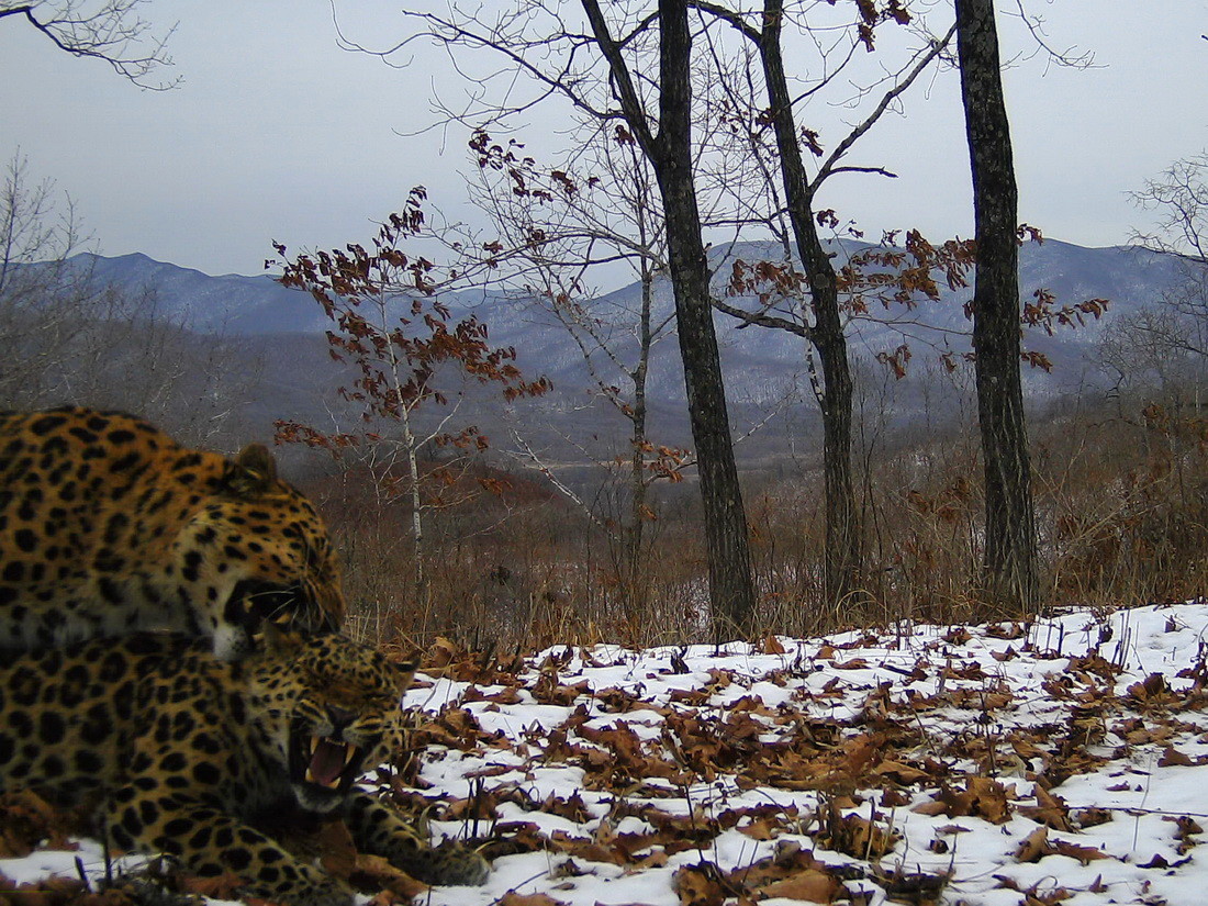 Фото: © Нацпарк "Земля леопарда"