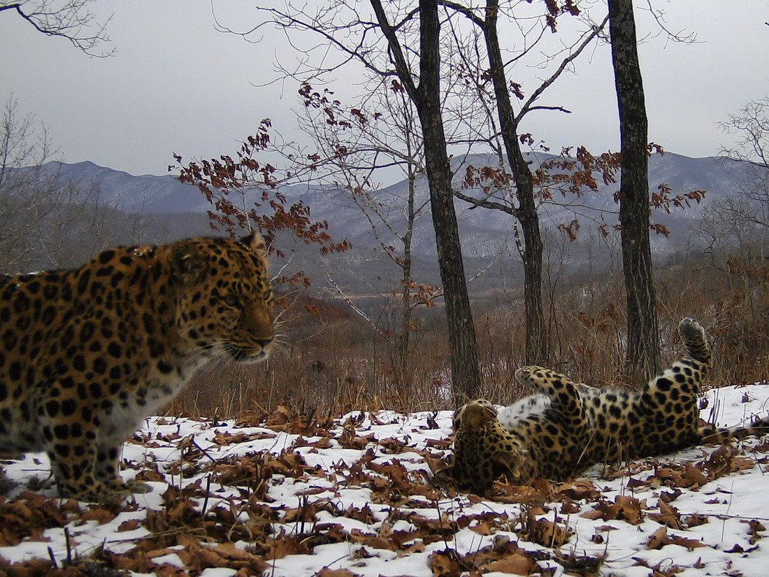 Фото: &copy; Нацпарк "Земля леопарда"
