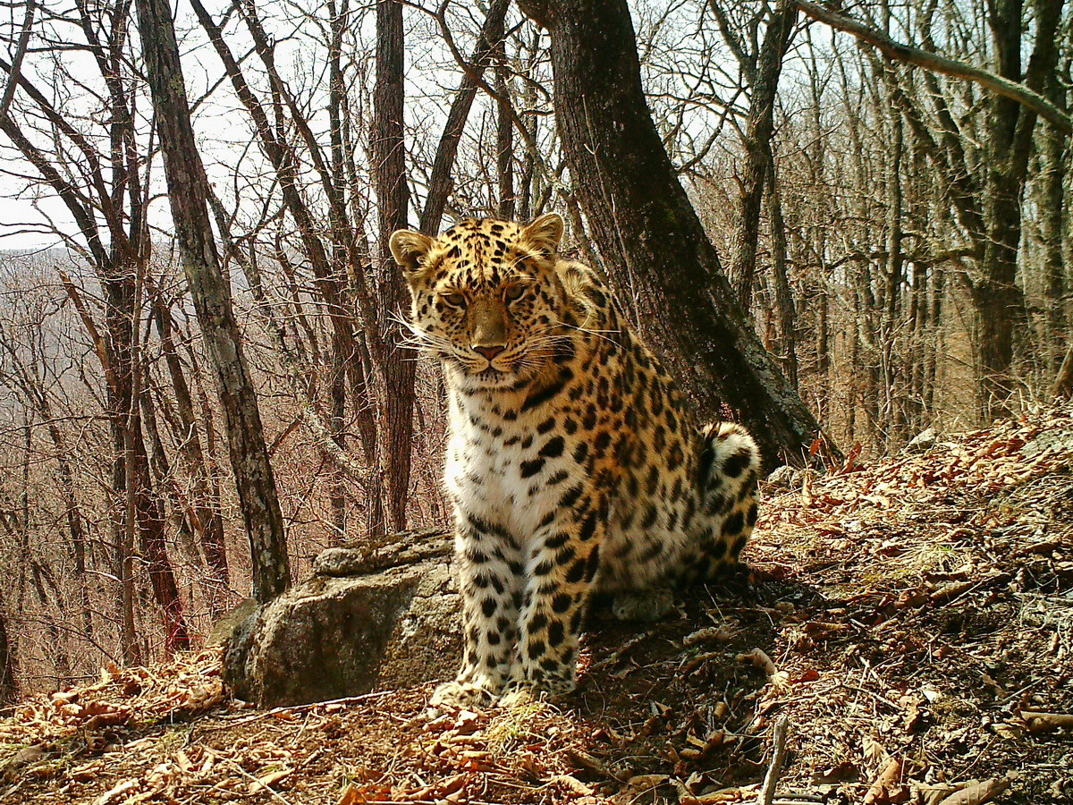 Леопард Leo 106M. Фото: © leopard-land.ru/