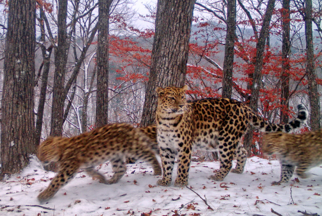 <p>Фото: &copy; <a href="http://leopard-land.ru/news/5877">leopard-land.ru/</a></p>