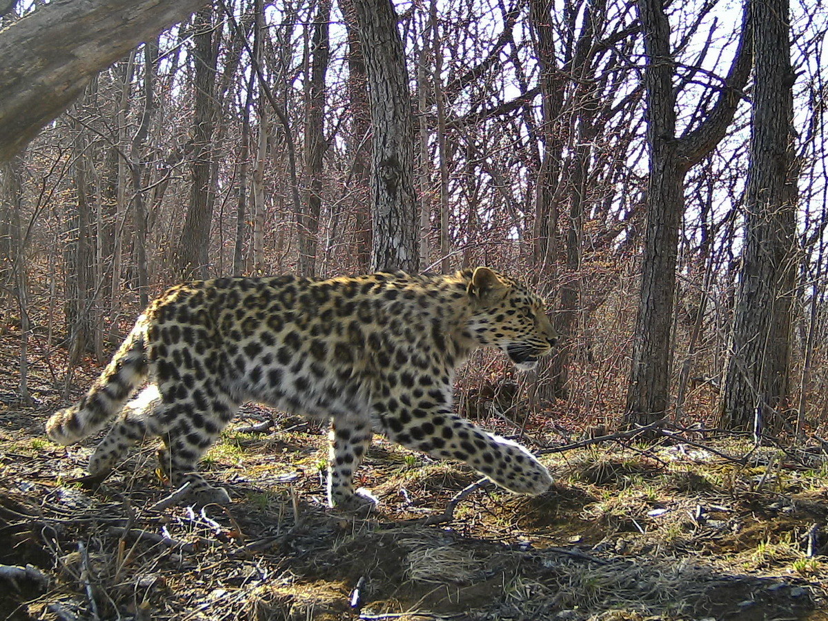 Леопард Leo 107F. Фото: © leopard-land.ru/