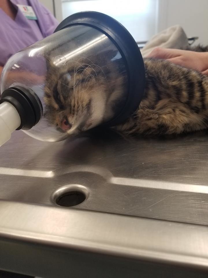 Фото: facebook.com/adoptourstrays