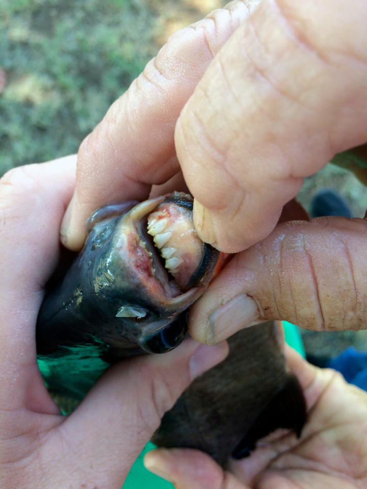 Американская школьница поймала рыбу с человеческими зубами (фото)