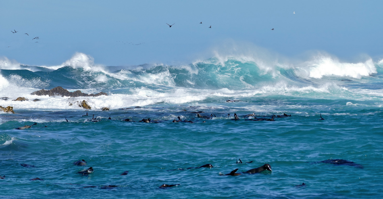 Лежбище морских котиков в прибрежных водах ЮАР. Фото: &copy;&nbsp;flickr.com/Bernard DUPONT