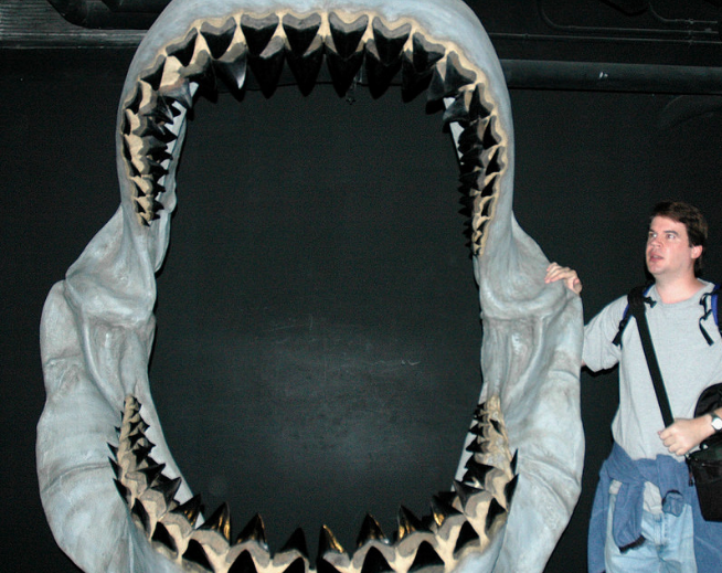 Реконструкция челюсти мегалодона в&nbsp;Ньюпортском аквариуме, США.&nbsp;Фото: &copy;&nbsp;flickr.com/James St. John