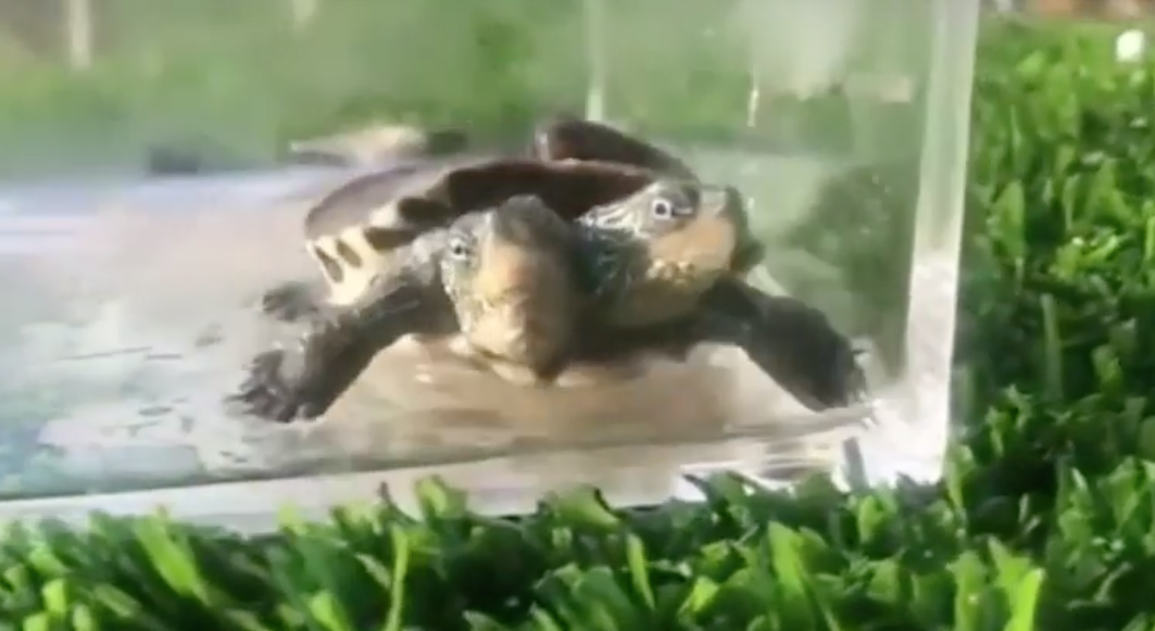 Скрин &copy; YouTube/Mutant turtle with TWO HEADS shocks residents in China