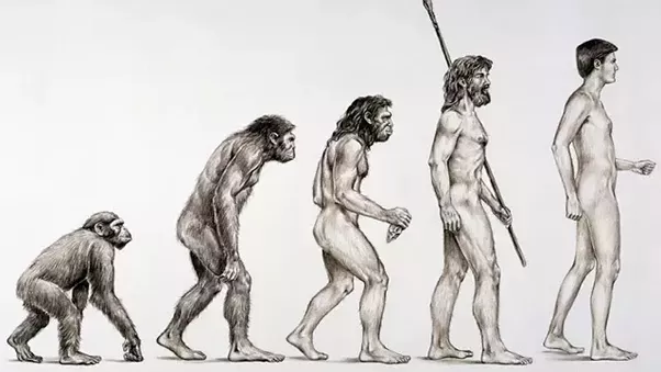 Эволюция человека. Изображение: © commons.wikimedia.org