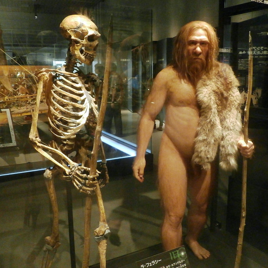 Неандертальский человек "Ла-Ферасси 1", Национальный музей природы и науки, Токио. Фото: © commons.wikimedia.org