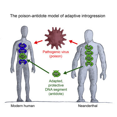 Схема передачи патогена и "антидота". Изображение: © Cell
