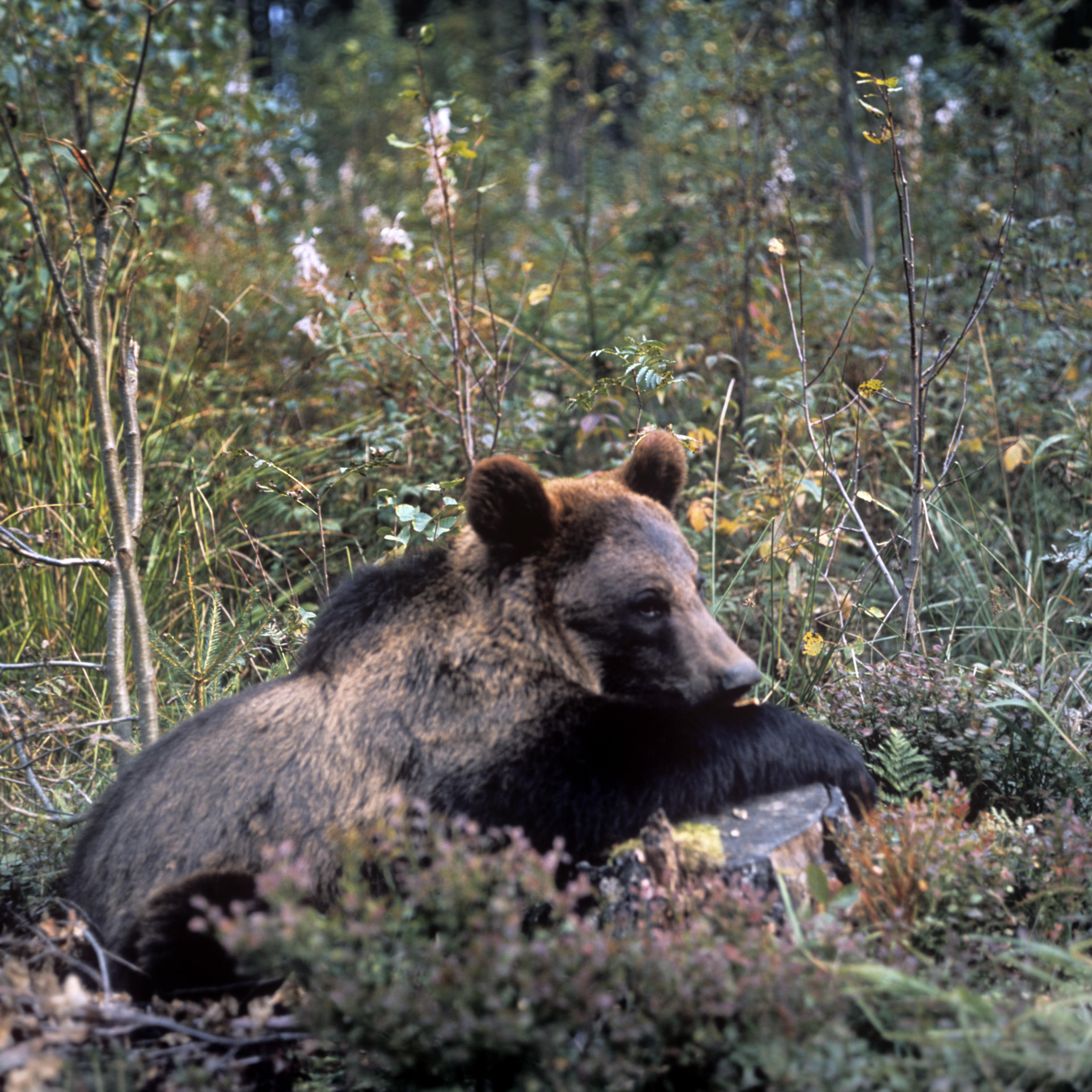 Погода медведов. Медведь Россия. Много медведей. Медведи в лесу Московской области.