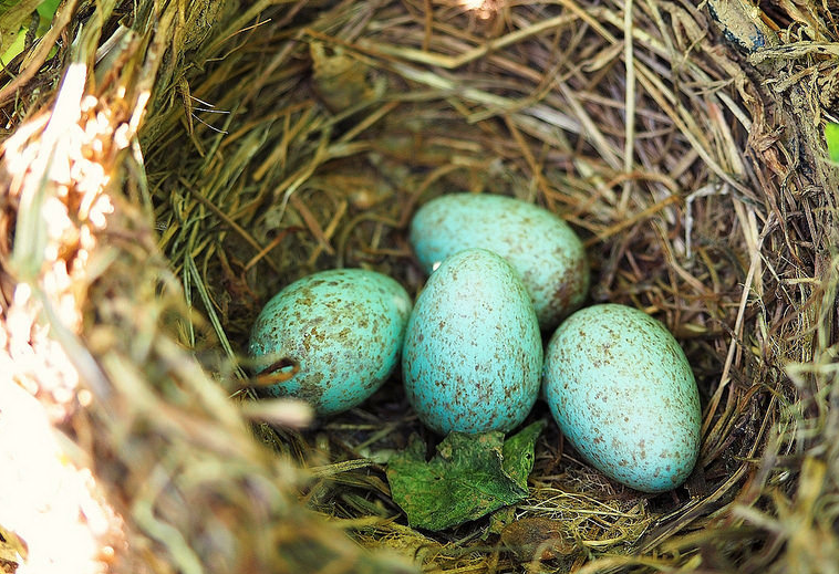 Зеленые птичьи яйца. Голубые птичьи яйца. Голубые яйца в крапинку. Яйцо зеленое в крапинку.