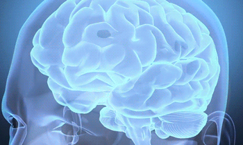 Учёные выяснили, как мозг человека запоминает и стирает информацию