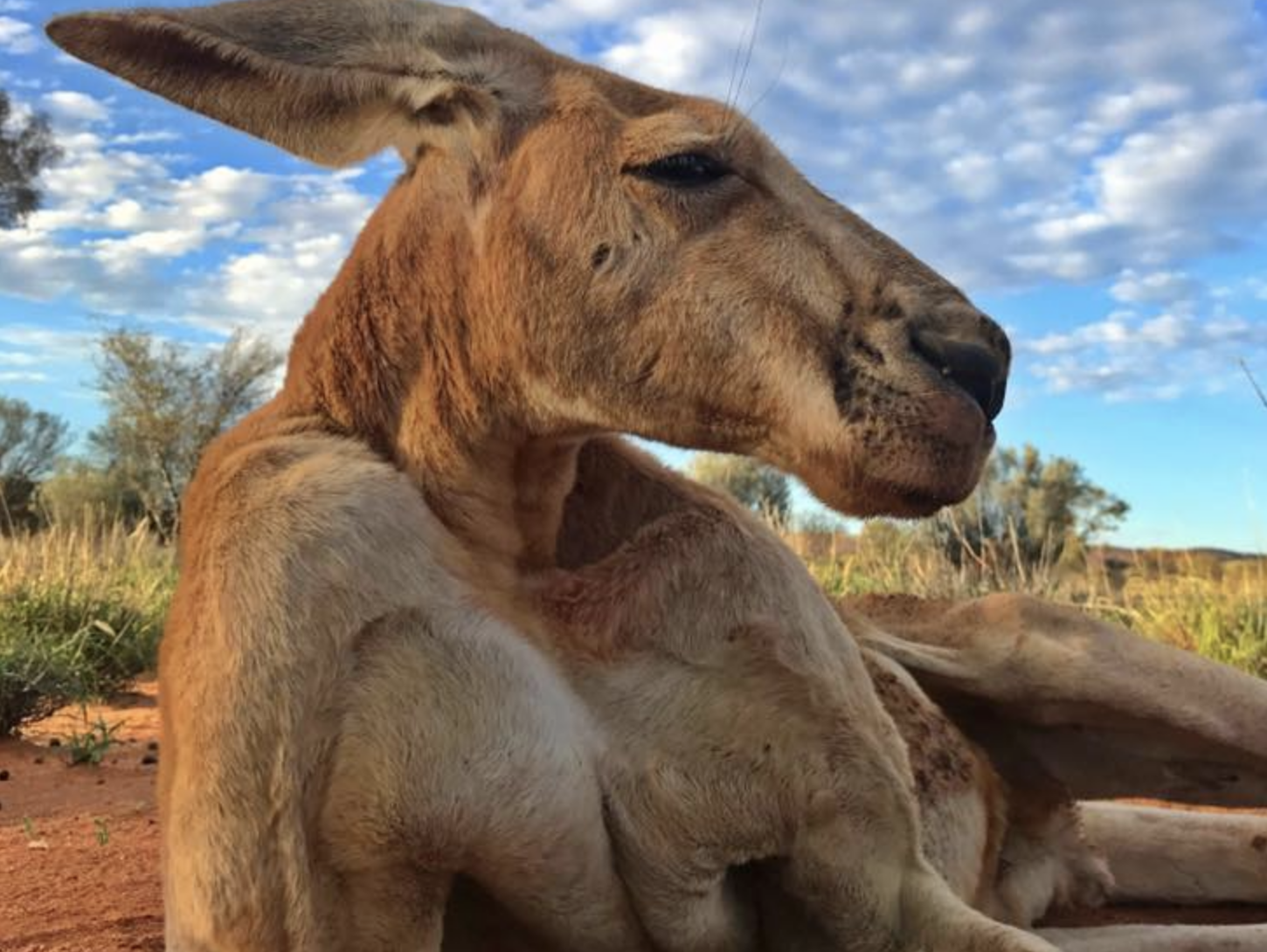 Фото &copy; Facebook/The Kangaroo Sanctuary Alice Springs