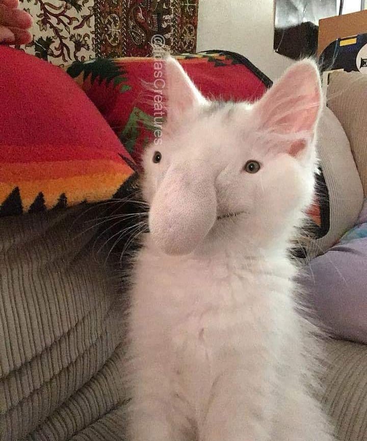 Фото: instagram/idascreatures