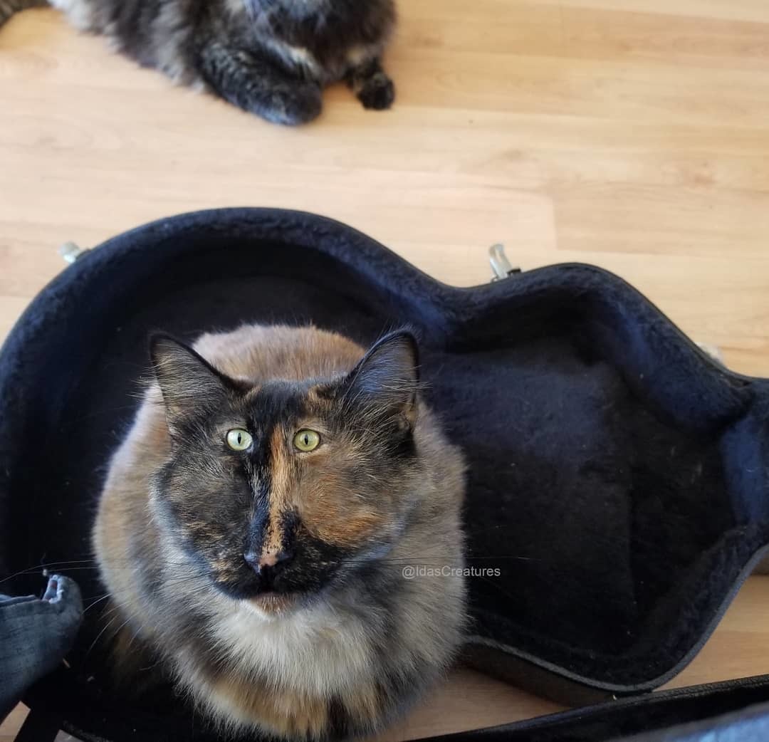 Фото: instagram/idascreatures