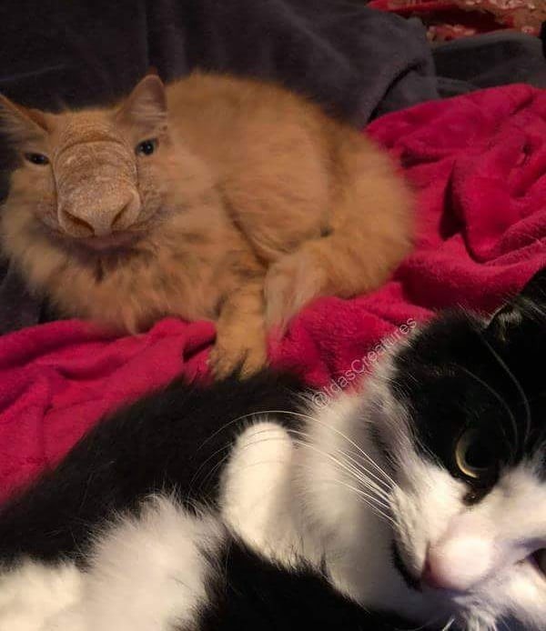 Фото: instagram/idascreatures