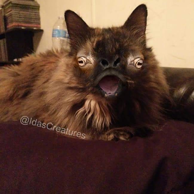 Фото: instagram/idascreatures