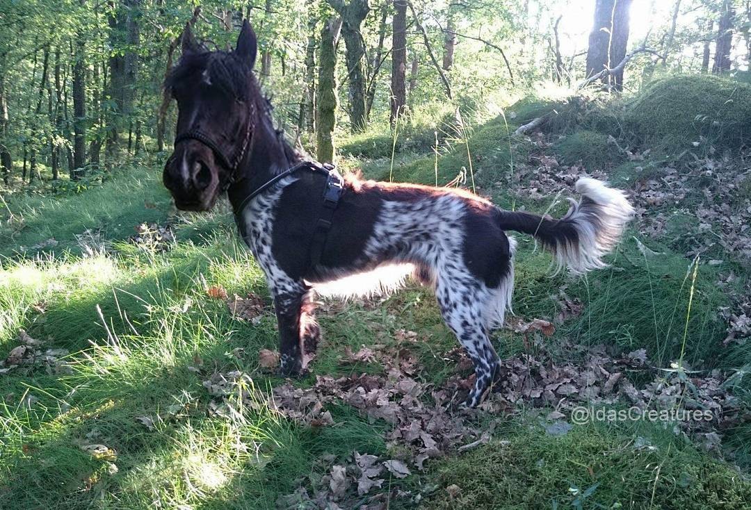 Фото: instagram/idascreatures