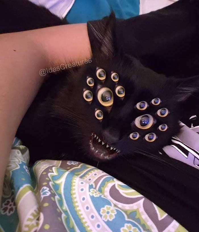 Фото: instagram/idascreatures