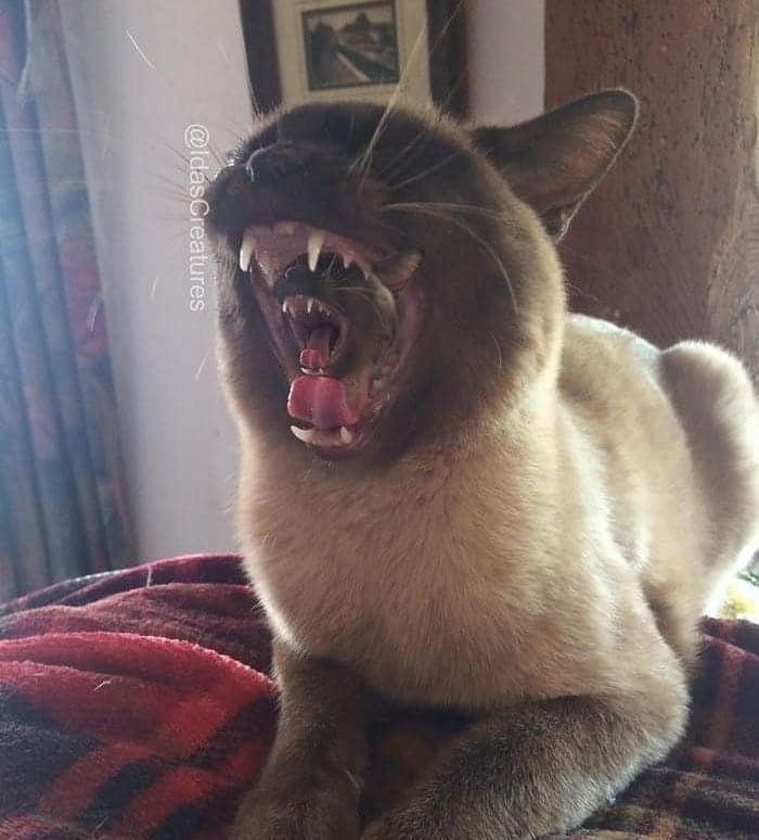 Фото: instagram/idascreatures