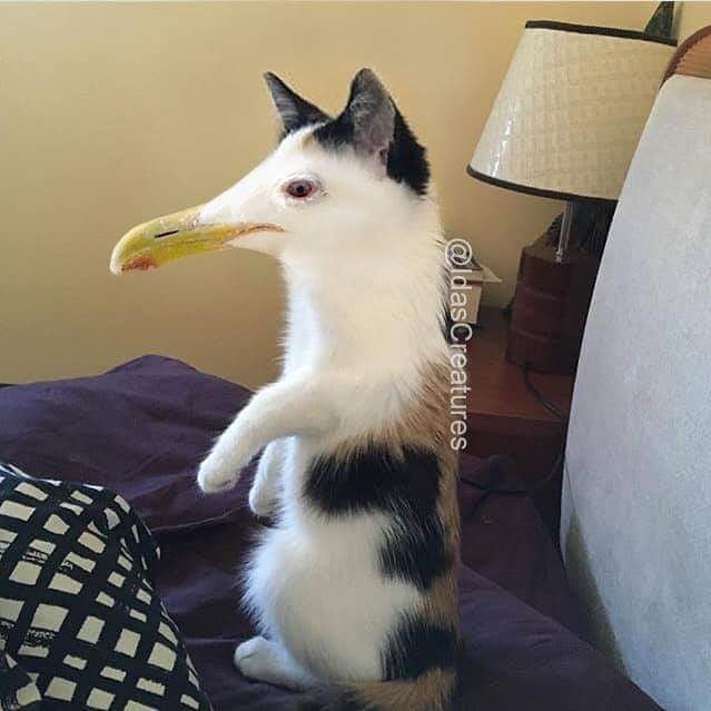 Фото: instagram/idascreatures