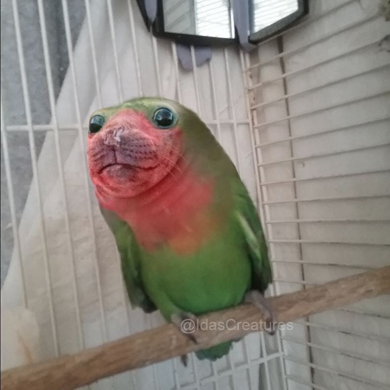 Фото: instagram/idascreatures