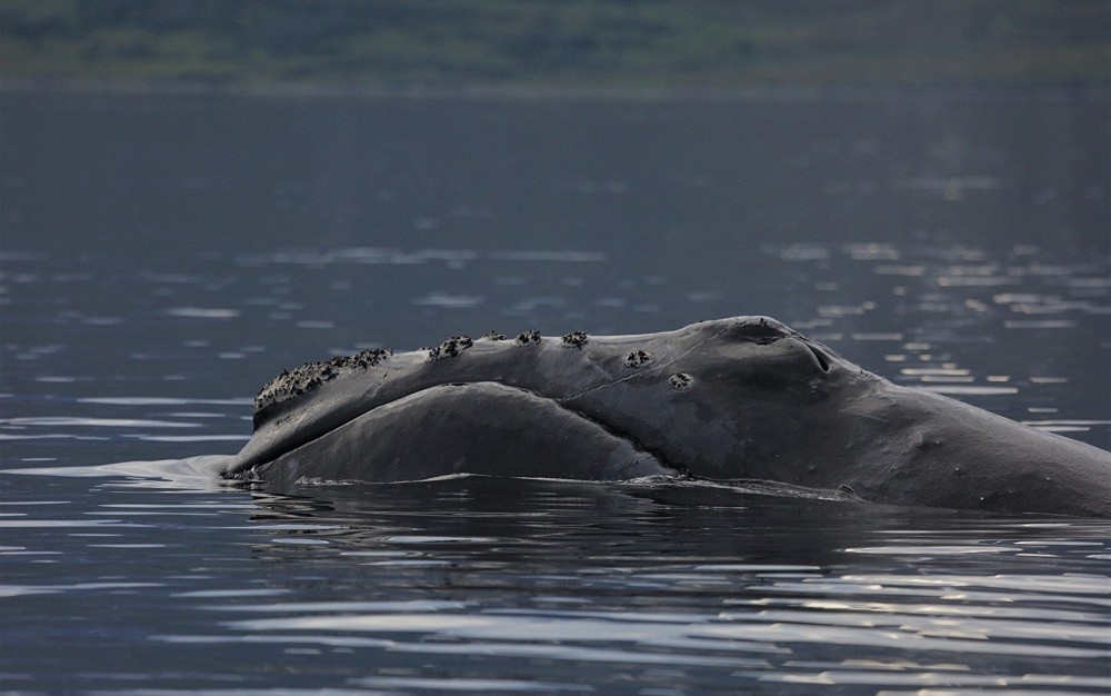 Японский кит. Фото: &copy; Национальный парк Берингия/Ольга Титова