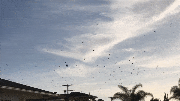 Фото: youtube/Crows and UFO in the Marina?