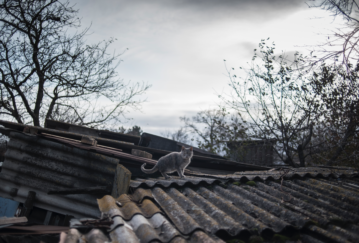 Кошка на крыше разрушенного дома в поселке Саханка Донецкой области. 
Фото: &copy; РИА Новости/ Валерий Мельников