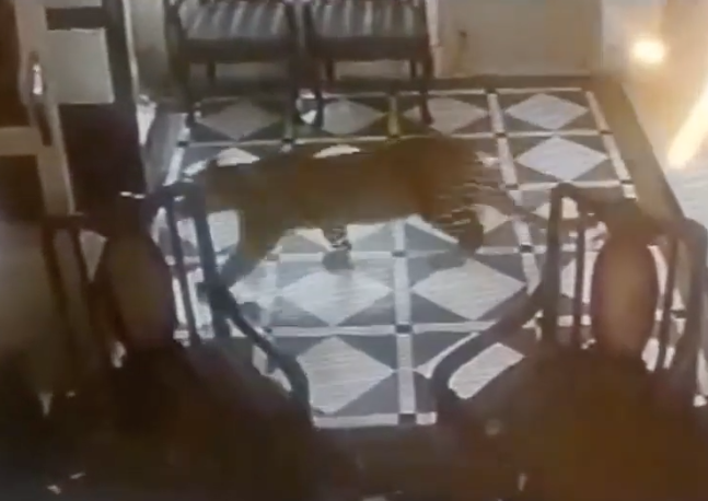 Скриншот видео Leopard stalks hotel lobby at famous hill station in north India&nbsp;&nbsp;youtube.com