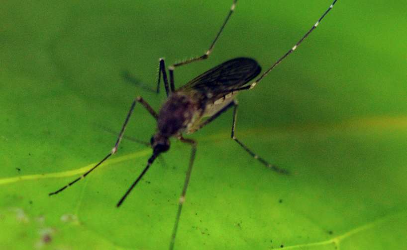 Комар денге фото