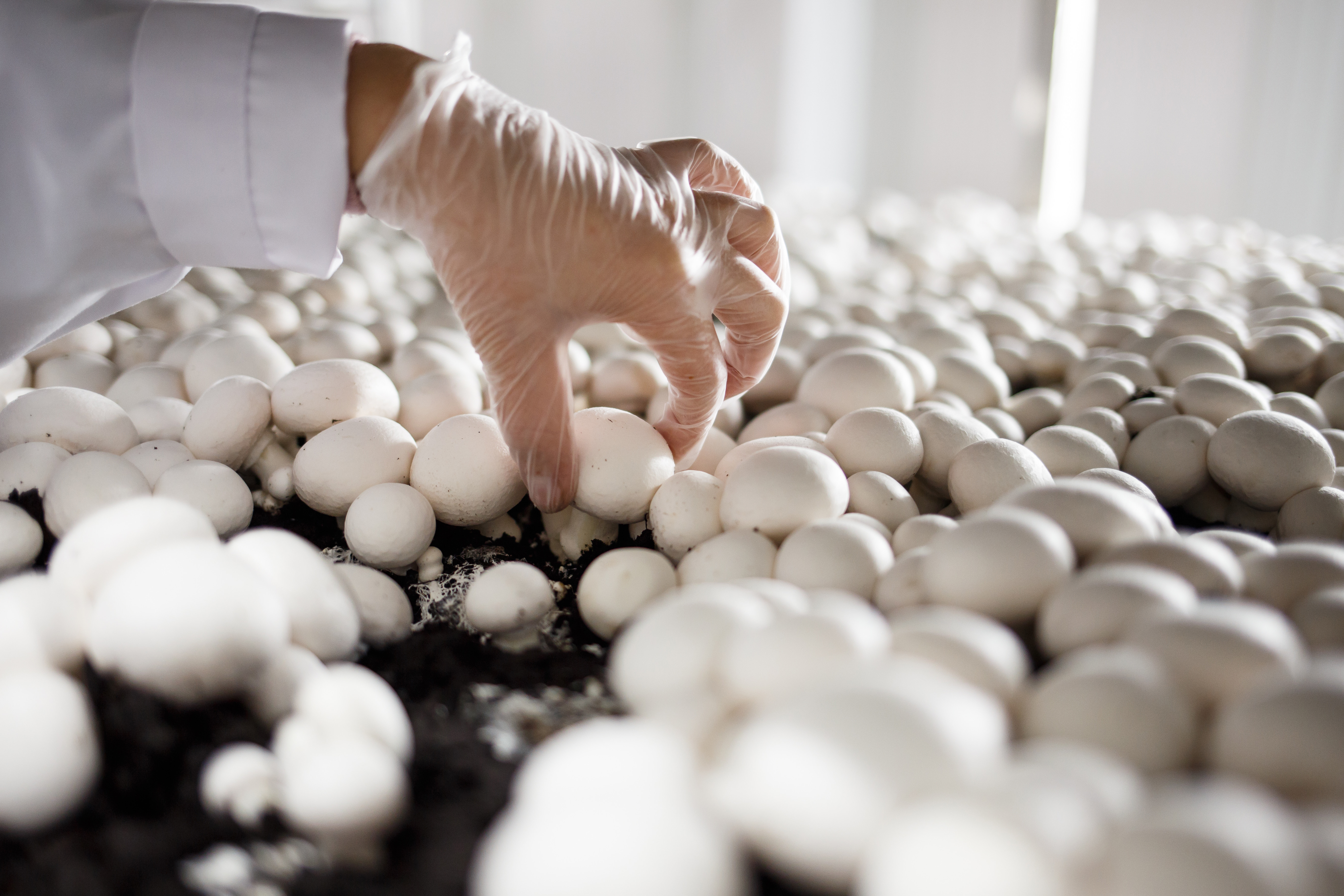 грибная ферма шампиньоны. грибная ферма шампиньоны. урожай шампиньонов. урожай шампиньонов.
